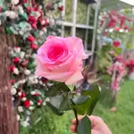 Single Flowers - Pink & White